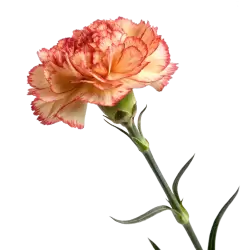 Imagen PNG para descargar